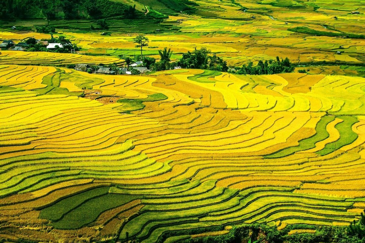 Sapa