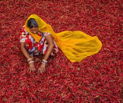 Young Indian woman sorting red chilli peppers near Jodhpur. Jodhpur is known as the Blue City due to the vivid blue-painted houses around the Mehrangarh Fort.
