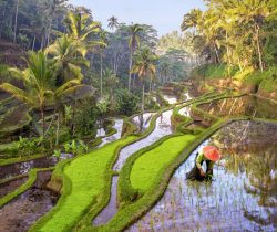 Rice field workers in Indonesia