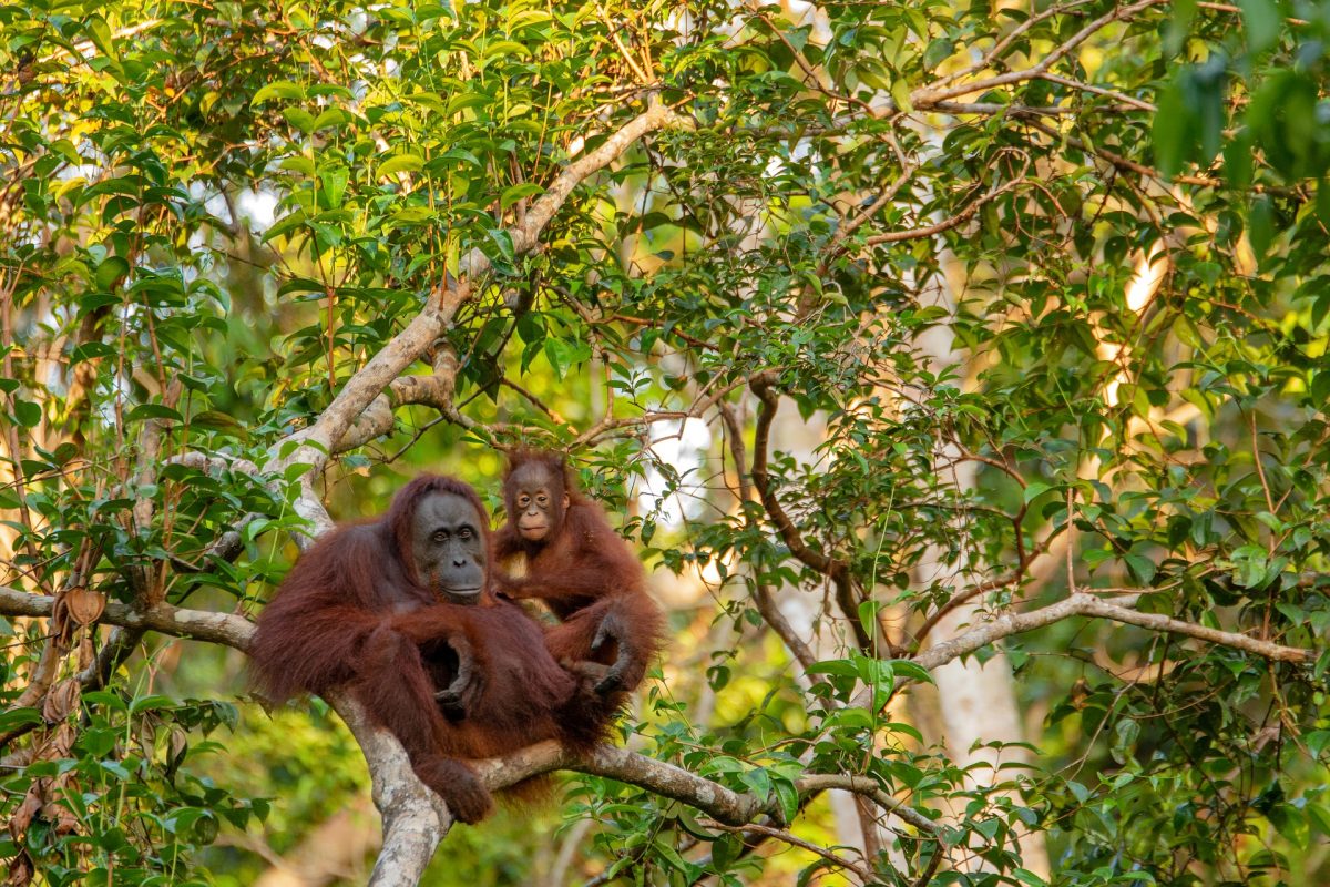 Sungai Kinabatangan