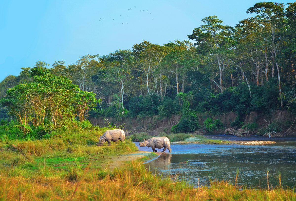 Wild landscape with asian rhinoceroses