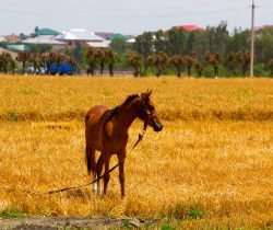 Uzbekistán (6)