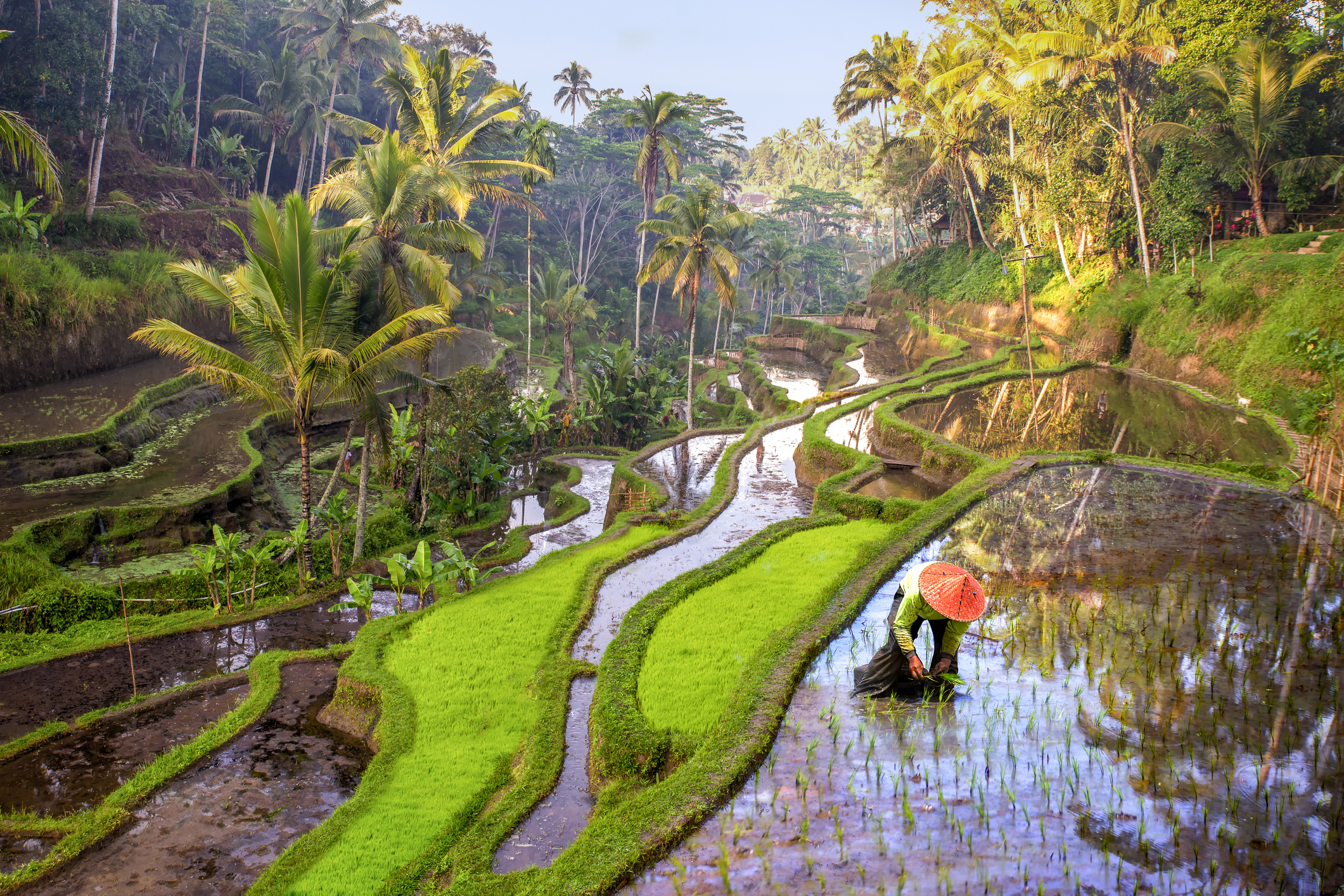 Rice field workers in Indonesia