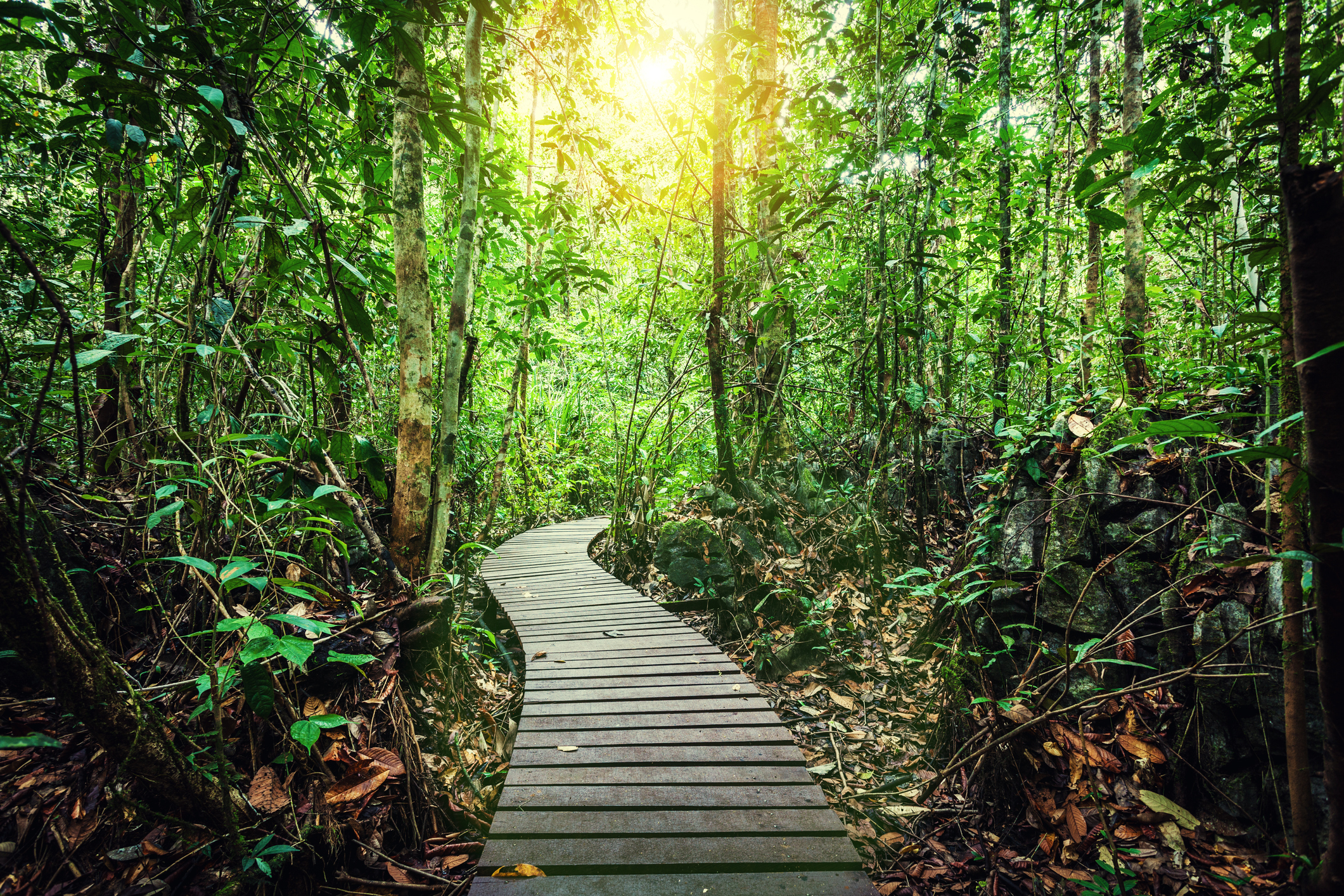 NP Taman Negara